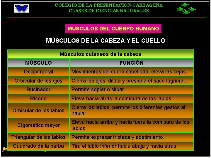 COLEGIO DE LA PRESENTACIÓN-CARTAGENA CLASES DE CIENCIAS NATURALES MUSCULOS DEL CUERPO HUMANO MÚSCULOS DE