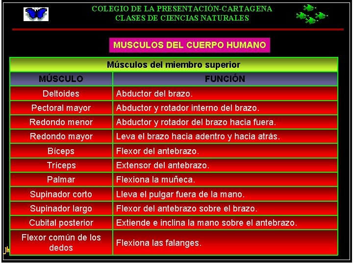 COLEGIO DE LA PRESENTACIÓN-CARTAGENA CLASES DE CIENCIAS NATURALES MUSCULOS DEL CUERPO HUMANO Músculos del