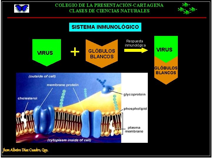 COLEGIO DE LA PRESENTACIÓN-CARTAGENA CLASES DE CIENCIAS NATURALES SISTEMA INMUNOLÓGICO VIRUS + Respuesta inmunológica