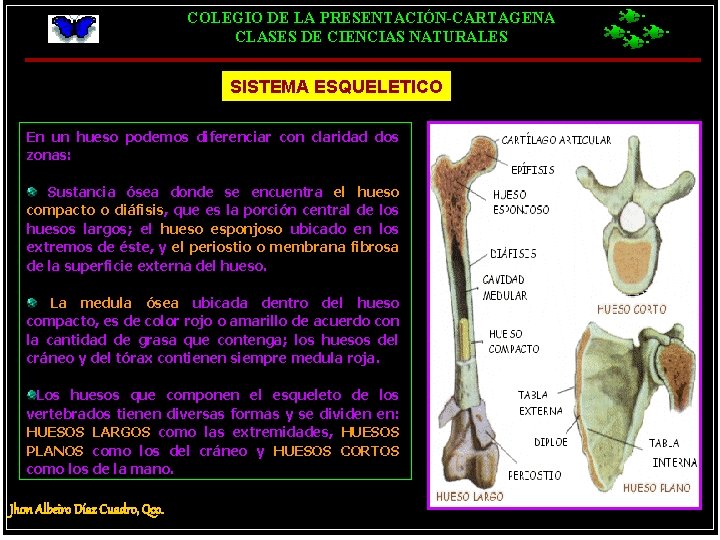 COLEGIO DE LA PRESENTACIÓN-CARTAGENA CLASES DE CIENCIAS NATURALES SISTEMA ESQUELETICO En un hueso podemos