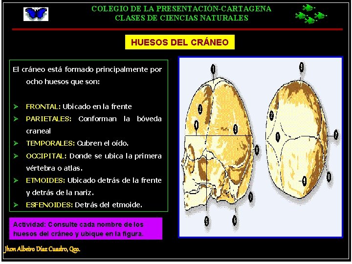 COLEGIO DE LA PRESENTACIÓN-CARTAGENA CLASES DE CIENCIAS NATURALES HUESOS DEL CRÁNEO El cráneo está