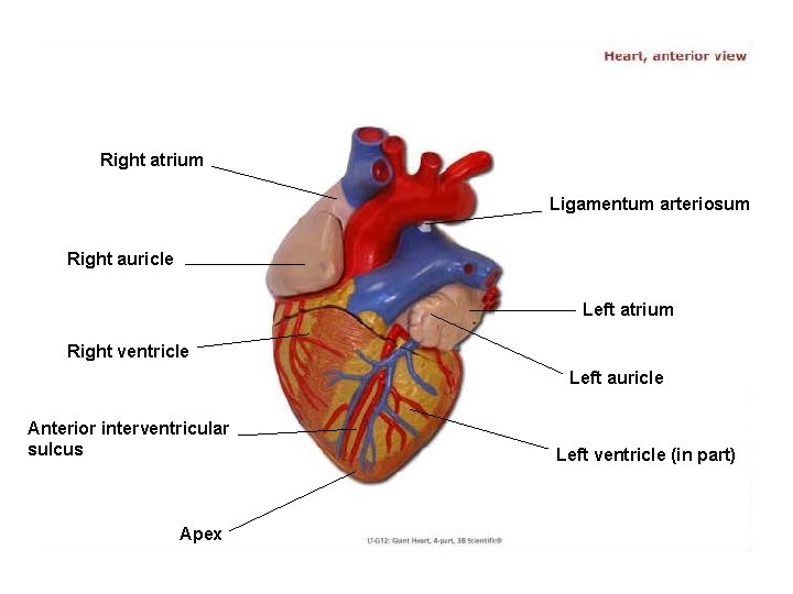 Right atrium Ligamentum arteriosum Right auricle Left atrium Right ventricle Left auricle Anterior interventricular