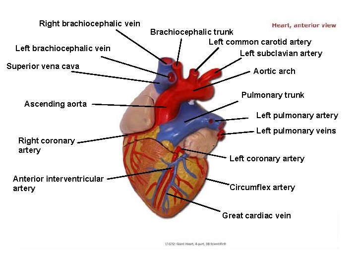 Right brachiocephalic vein Left brachiocephalic vein Superior vena cava Brachiocephalic trunk Left common carotid