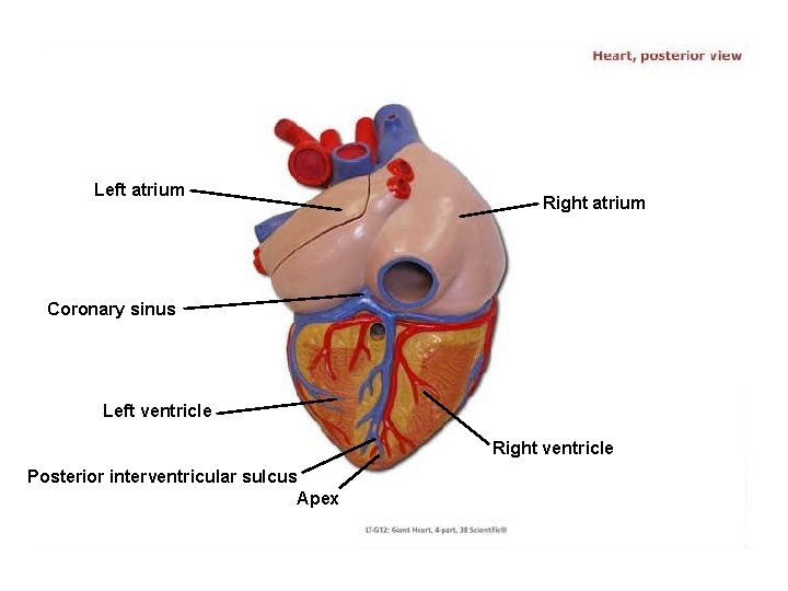 Left atrium Right atrium Coronary sinus Left ventricle Right ventricle Posterior interventricular sulcus Apex