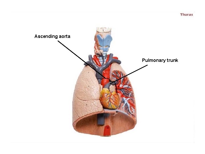 Ascending aorta Pulmonary trunk 