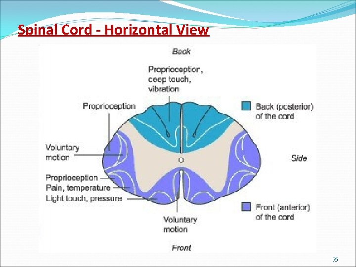 Spinal Cord - Horizontal View 35 