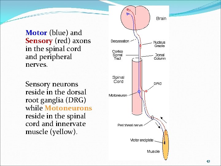 Motor (blue) and Sensory (red) axons in the spinal cord and peripheral nerves. Sensory