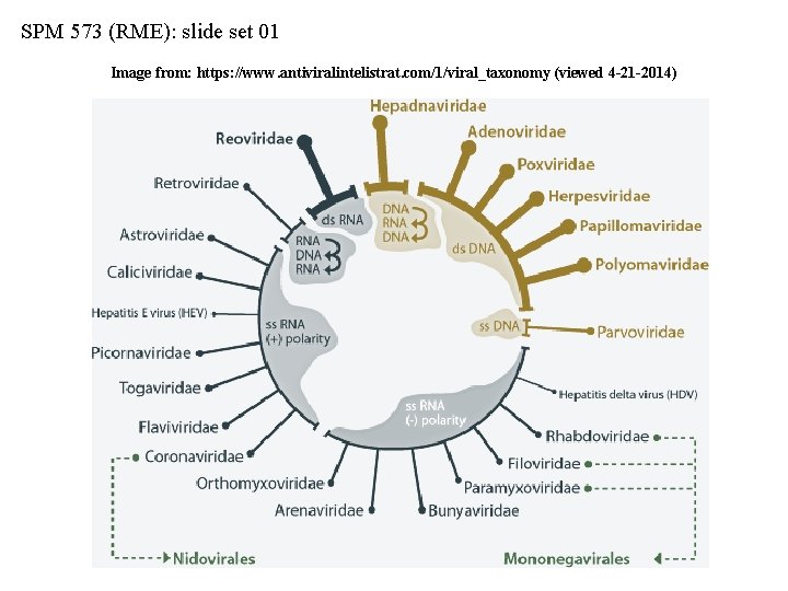 SPM 573 (RME): slide set 01 Image from: https: //www. antiviralintelistrat. com/1/viral_taxonomy (viewed 4