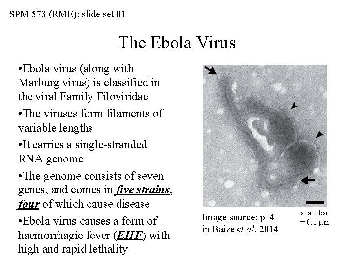 SPM 573 (RME): slide set 01 The Ebola Virus • Ebola virus (along with