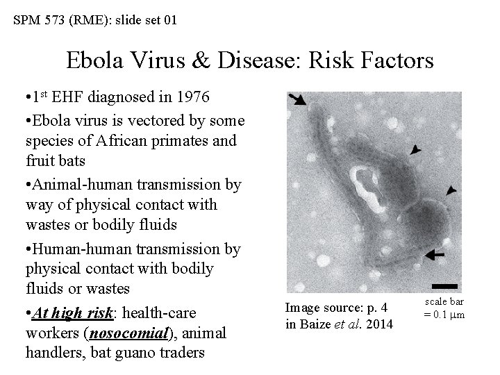 SPM 573 (RME): slide set 01 Ebola Virus & Disease: Risk Factors • 1