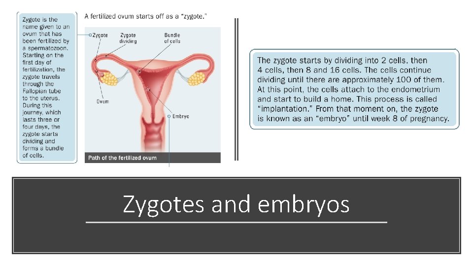 Zygotes and embryos 