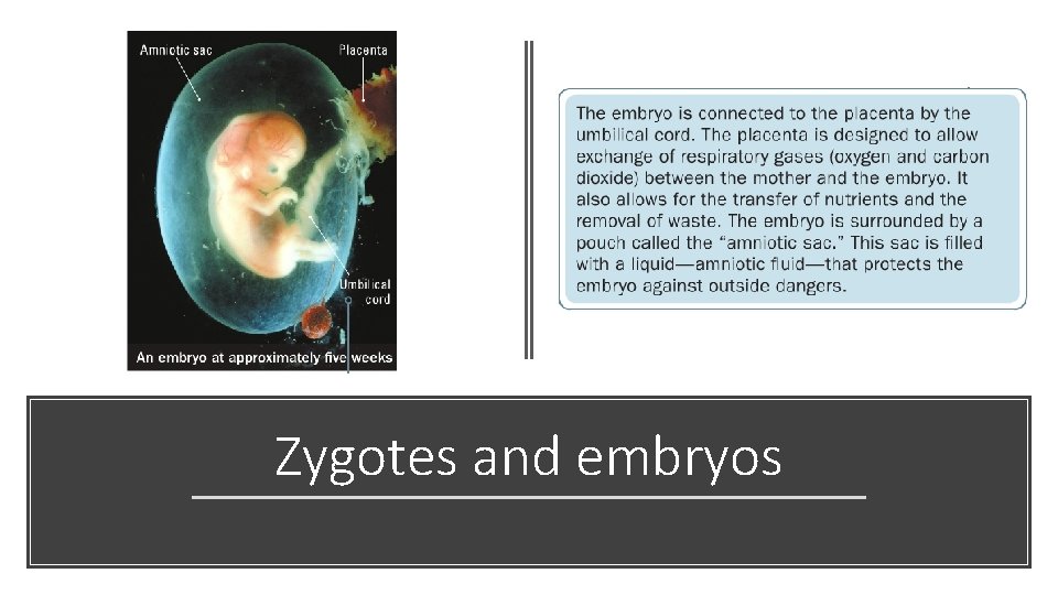 Zygotes and embryos 