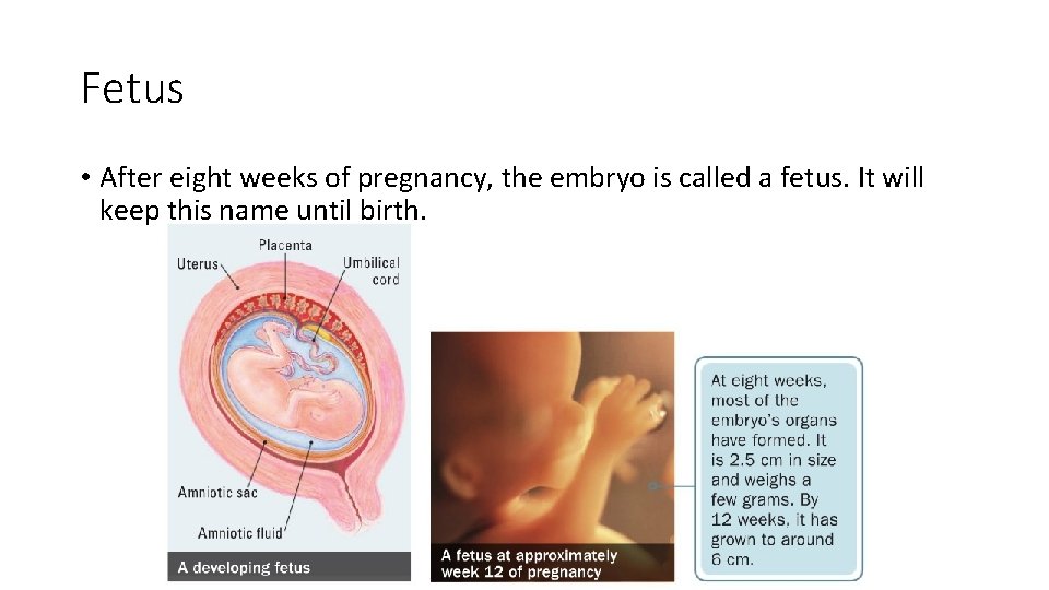 Fetus • After eight weeks of pregnancy, the embryo is called a fetus. It