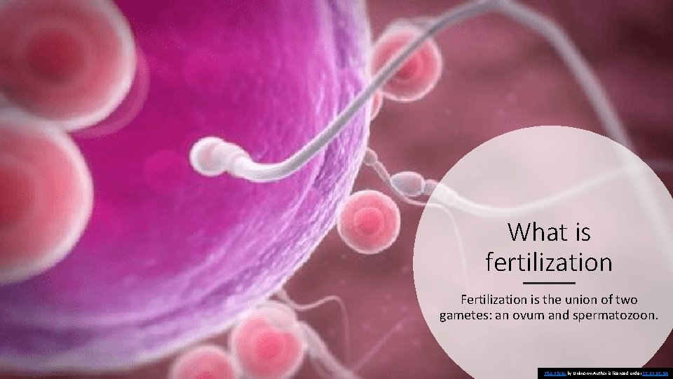 What is fertilization Fertilization is the union of two gametes: an ovum and spermatozoon.