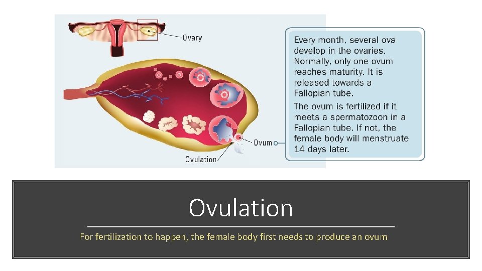 Ovulation For fertilization to happen, the female body first needs to produce an ovum