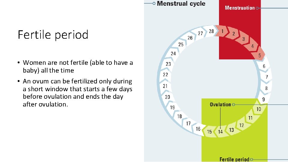 Fertile period • Women are not fertile (able to have a baby) all the