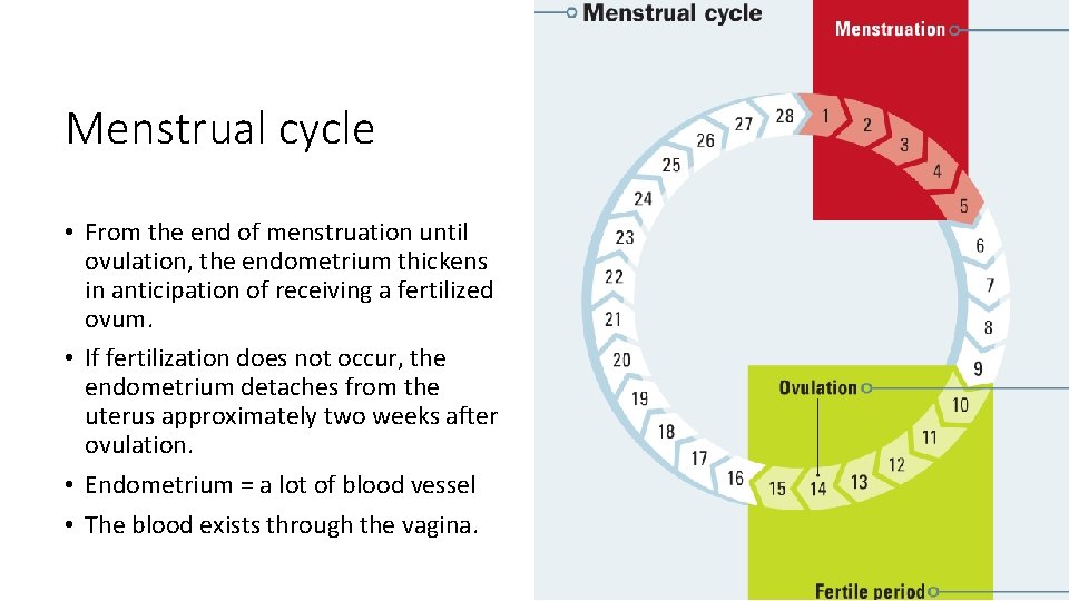 Menstrual cycle • From the end of menstruation until ovulation, the endometrium thickens in