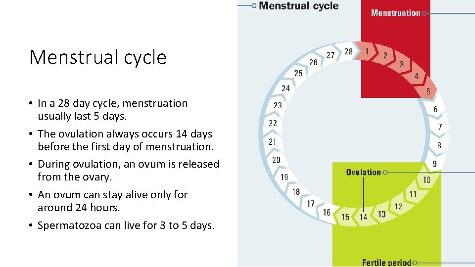 Menstrual cycle • In a 28 day cycle, menstruation usually last 5 days. •