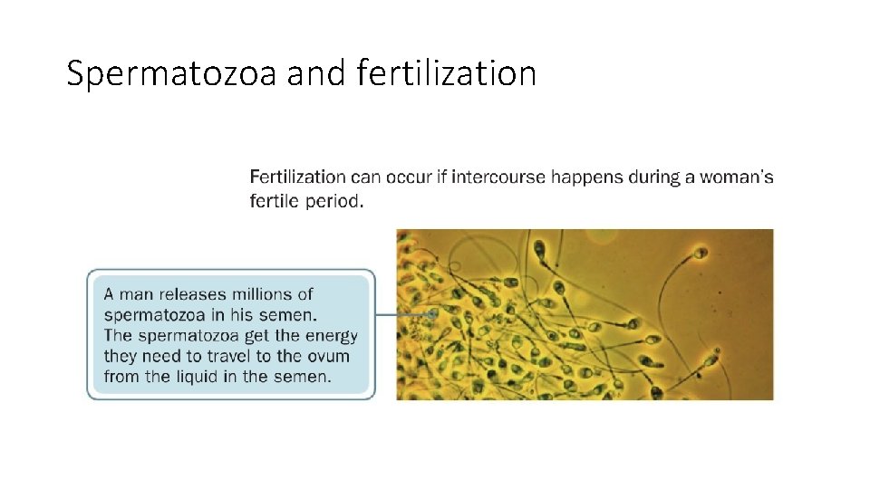 Spermatozoa and fertilization 