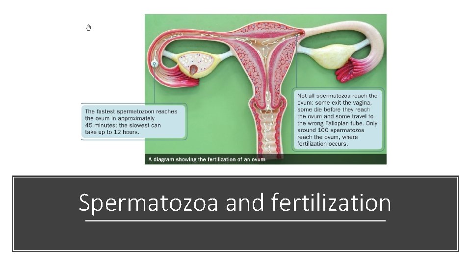 Spermatozoa and fertilization 