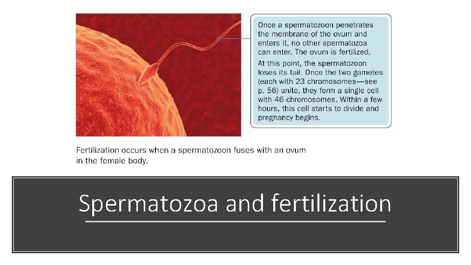 Spermatozoa and fertilization 