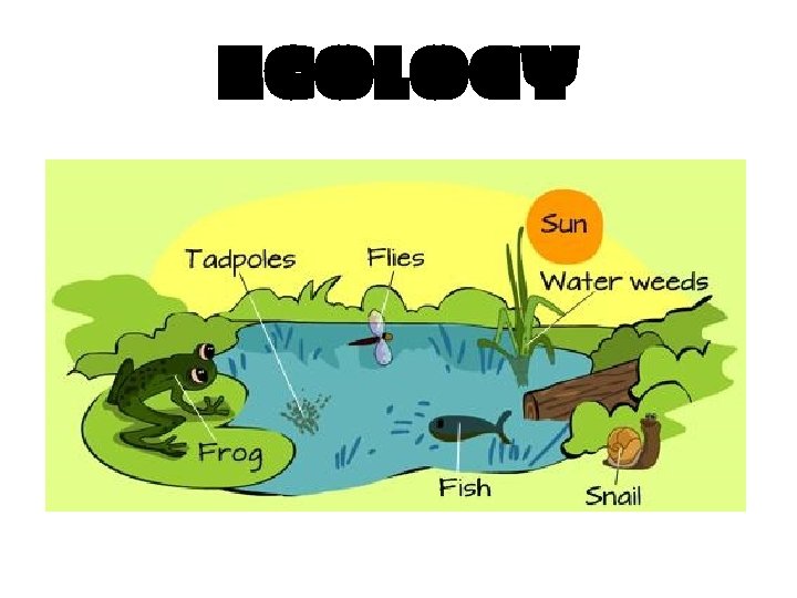 ECOLOGY 