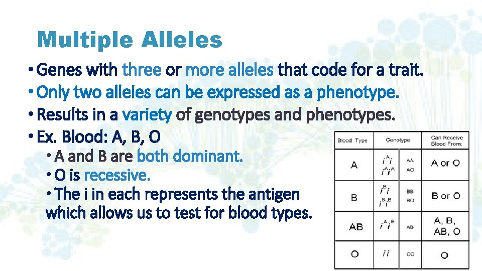 Multiple Alleles • Genes with three or more alleles that code for a trait.