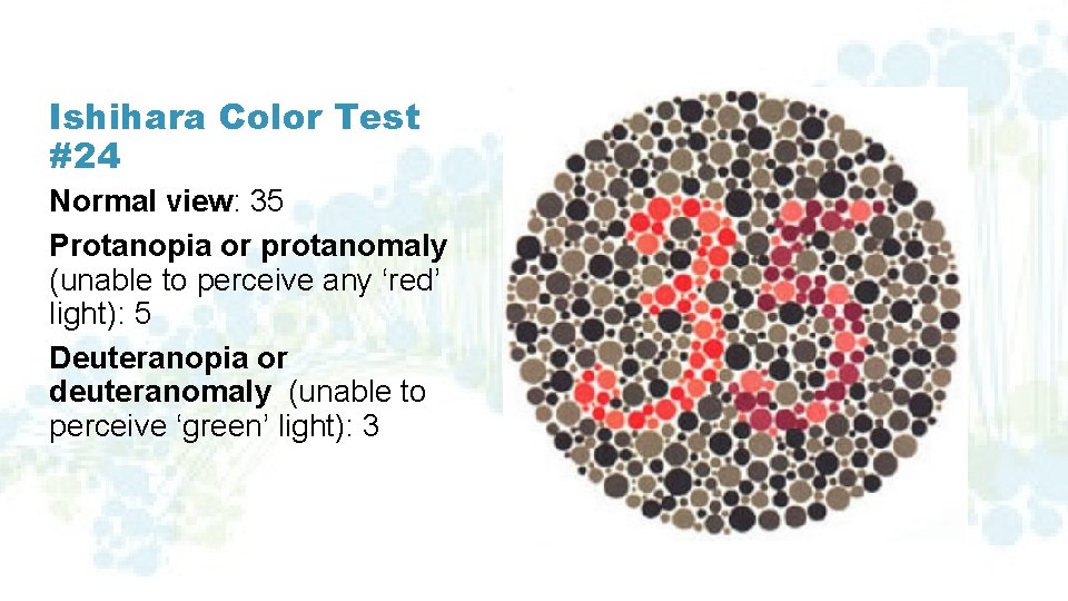 Ishihara Color Test #24 Normal view: 35 Protanopia or protanomaly (unable to perceive any