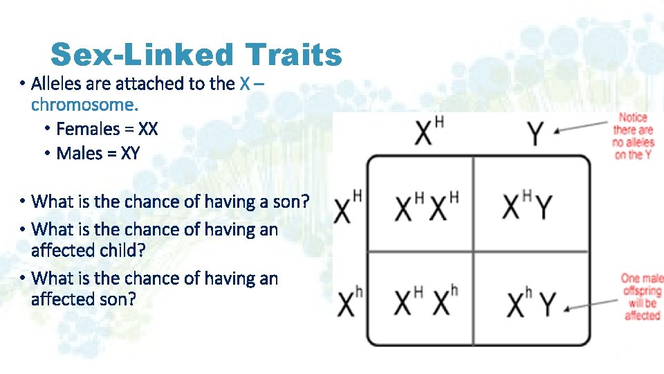 Sex-Linked Traits • Alleles are attached to the X – chromosome. • Females =