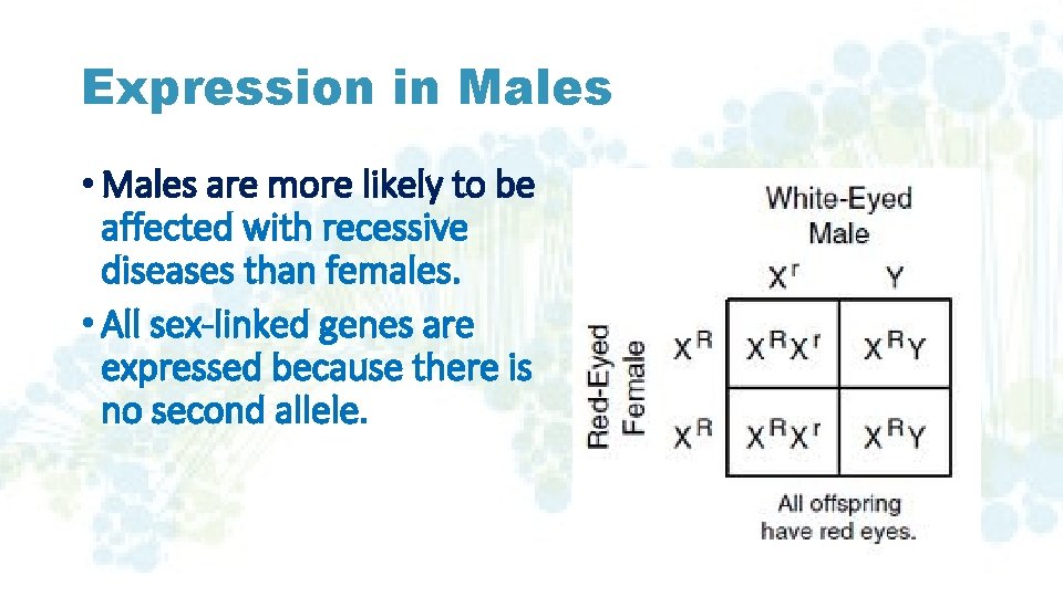 Expression in Males • Males are more likely to be affected with recessive diseases