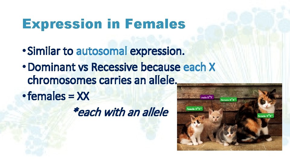Expression in Females • Similar to autosomal expression. • Dominant vs Recessive because each