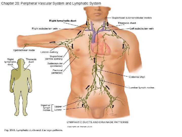 Chapter 20: Peripheral Vascular System and Lymphatic System 
