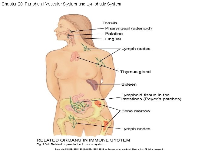 Chapter 20: Peripheral Vascular System and Lymphatic System 