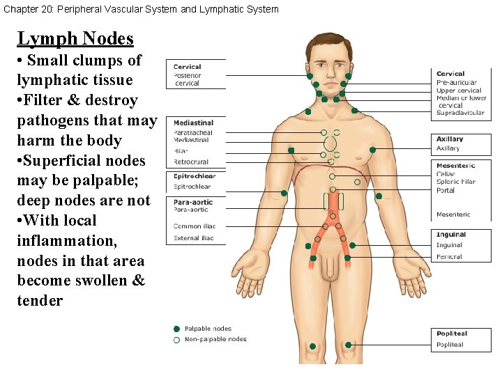 Chapter 20: Peripheral Vascular System and Lymphatic System Lymph Nodes • Small clumps of