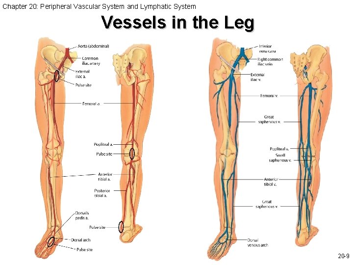 Chapter 20: Peripheral Vascular System and Lymphatic System Vessels in the Leg Slide 20