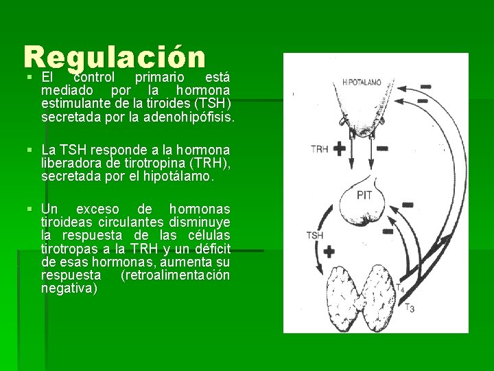 Regulación § El control primario está mediado por la hormona estimulante de la tiroides