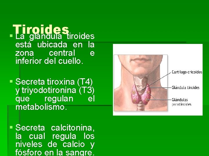 Tiroides § La glándula tiroides está ubicada en la zona central e inferior del