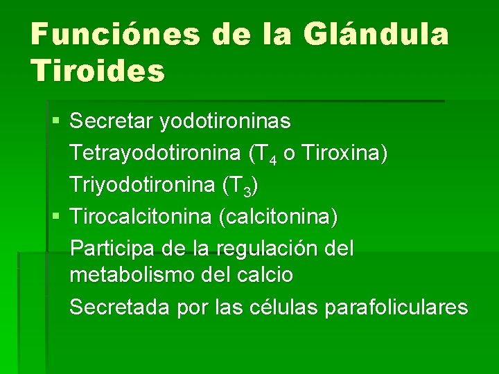 Funciónes de la Glándula Tiroides § Secretar yodotironinas Tetrayodotironina (T 4 o Tiroxina) Triyodotironina
