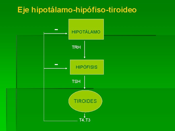 Eje hipotálamo-hipófiso-tiroideo - HIPOTÁLAMO TRH - HIPÓFISIS TSH TIROIDES T 4, T 3 