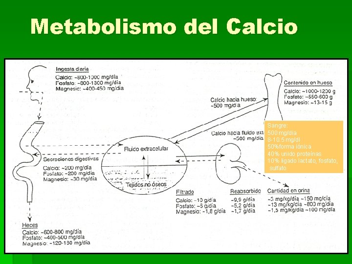 Metabolismo del Calcio Sangre: 500 mg/dia 8 -10. 5 mg/dl 50%forma iónica 40% unido