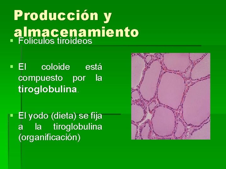 Producción y almacenamiento § Folículos tiroídeos § El coloide está compuesto por la tiroglobulina.