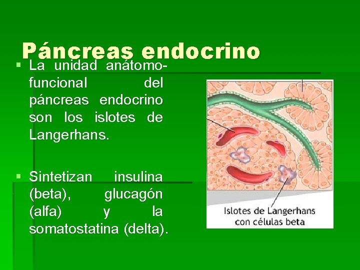 Páncreas endocrino § La unidad anátomofuncional del páncreas endocrino son los islotes de Langerhans.