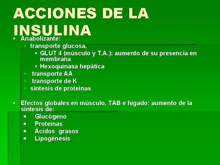 ACCIONES DE LA INSULINA § Anabolizante: § transporte glucosa, § GLUT 4 (músculo y
