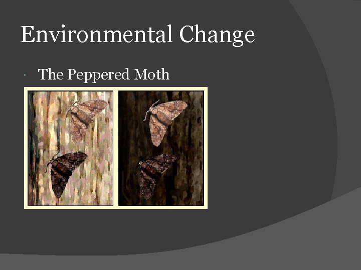 Environmental Change The Peppered Moth 