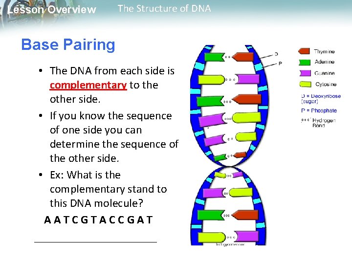 Lesson Overview The Structure of DNA Base Pairing • The DNA from each side