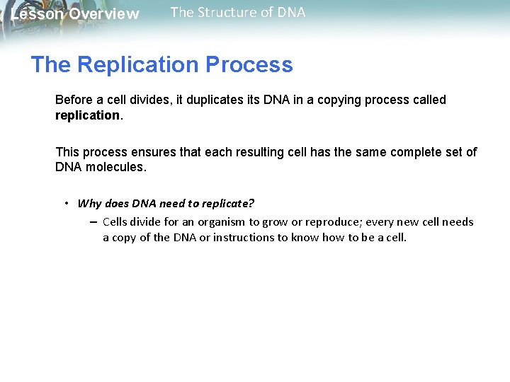 Lesson Overview The Structure of DNA The Replication Process Before a cell divides, it