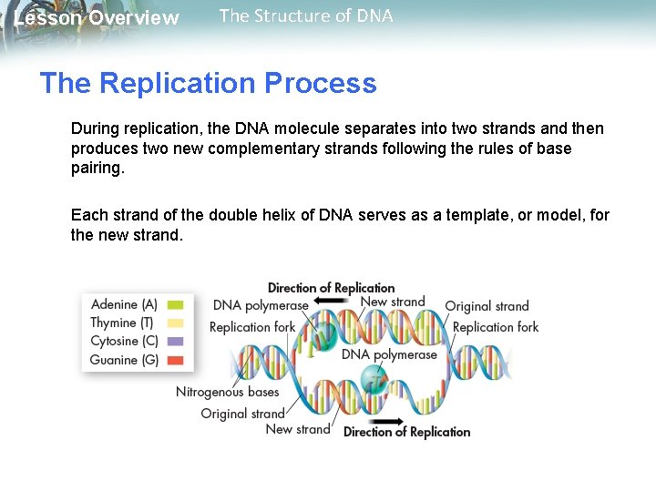 Lesson Overview The Structure of DNA The Replication Process During replication, the DNA molecule