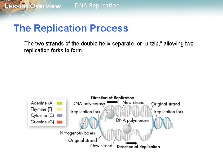 Lesson Overview DNA Replication The Replication Process The two strands of the double helix