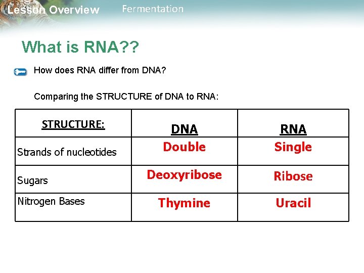 Lesson Overview Fermentation What is RNA? ? How does RNA differ from DNA? Comparing