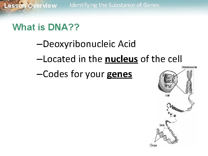 Lesson Overview Identifying the Substance of Genes What is DNA? ? –Deoxyribonucleic Acid –Located